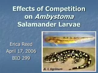 Effects of Competition on Ambystoma Salamander Larvae