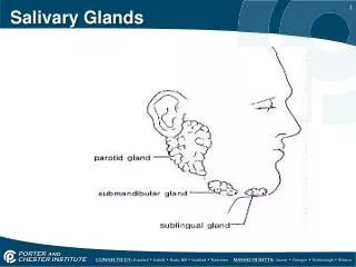 Salivary Glands