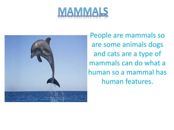 mammals