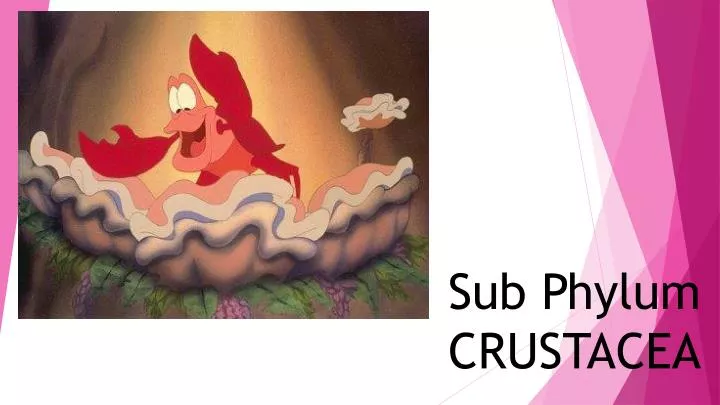 sub phylum crustacea