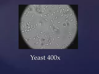 Yeast 400x
