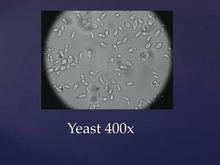 yeast 400x