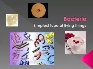 bacteria