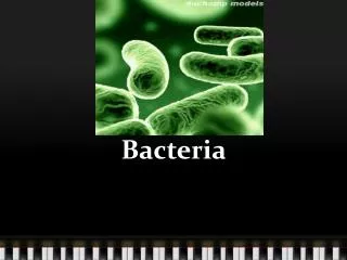 Bacteria