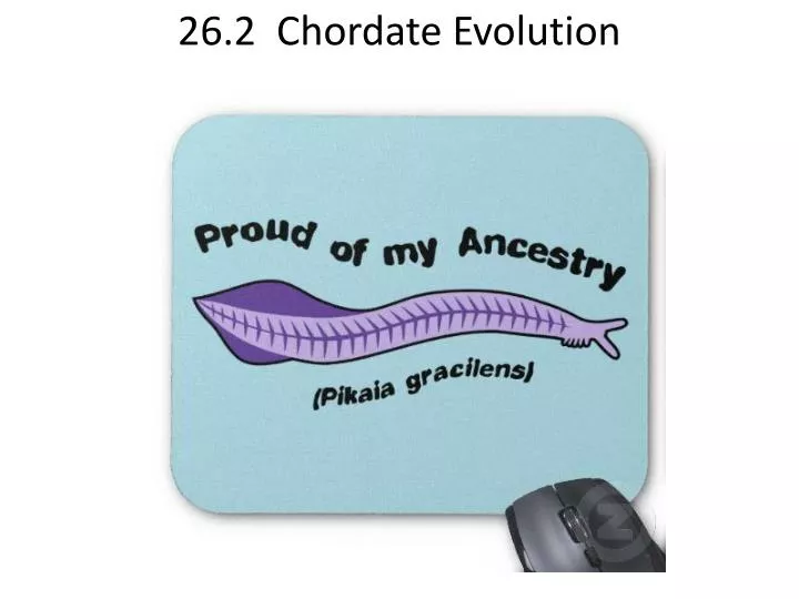 26 2 chordate evolution