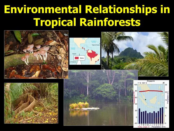 environmental relationships in tropical rainforests