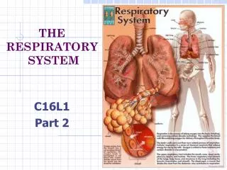 THE RESPIRATORY SYSTEM