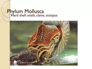 Phylum Mollusca