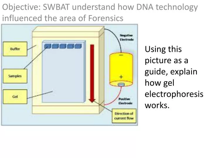 objective swbat understand how dna technology influenced the area of forensics