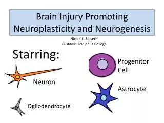 Brain Injury Promoting Neuroplasticity and Neurogenesis