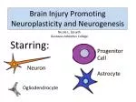 Brain Injury Promoting Neuroplasticity and Neurogenesis - slide 1