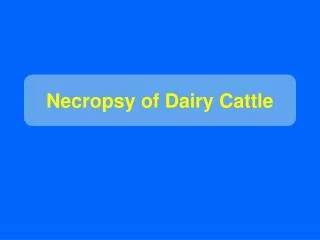 Necropsy of Dairy Cattle