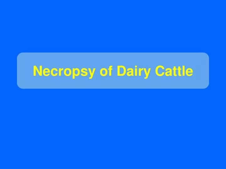 necropsy of dairy cattle