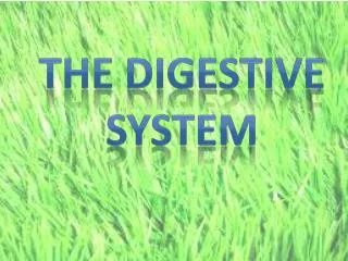 The Digestive system