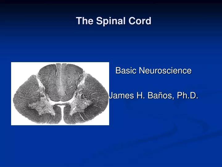 the spinal cord