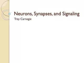 neurons synapses and signaling