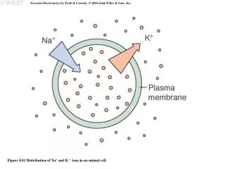 Figure 8.01 Distribution of Na + and K + ions in an animal cell.