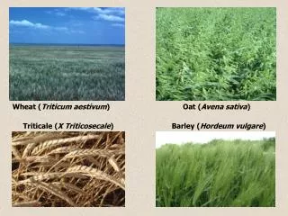 Wheat ( Triticum aestivum )