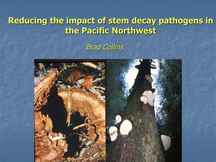 reducing the impact of stem decay pathogens in the pacific northwest