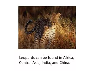 Leopards can be found in Africa, Central Asia, India, and China.