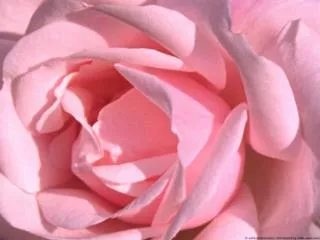 la vie en rose