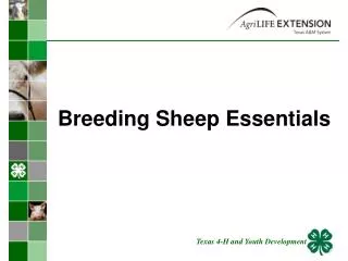 Breeding Sheep Essentials