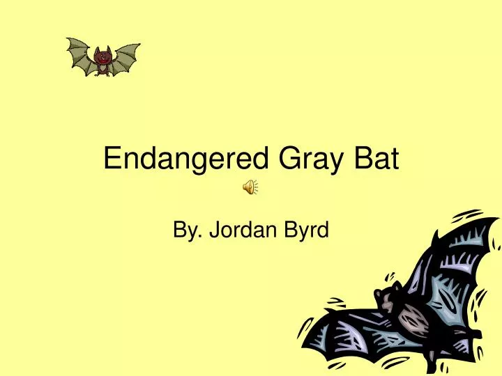 endangered gray bat