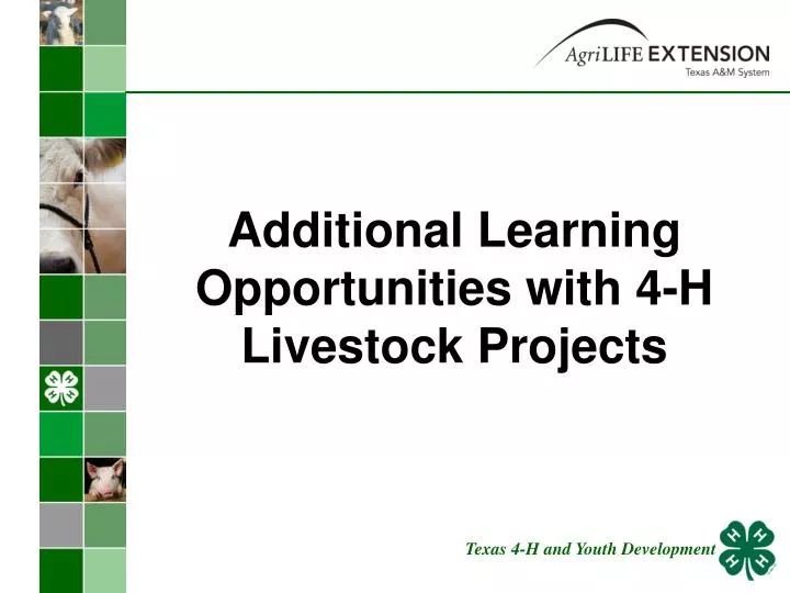 additional learning opportunities with 4 h livestock projects