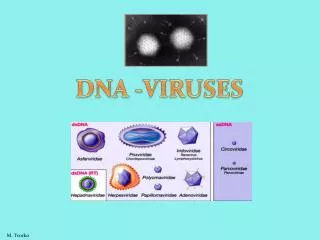 DNA -VIRUSES