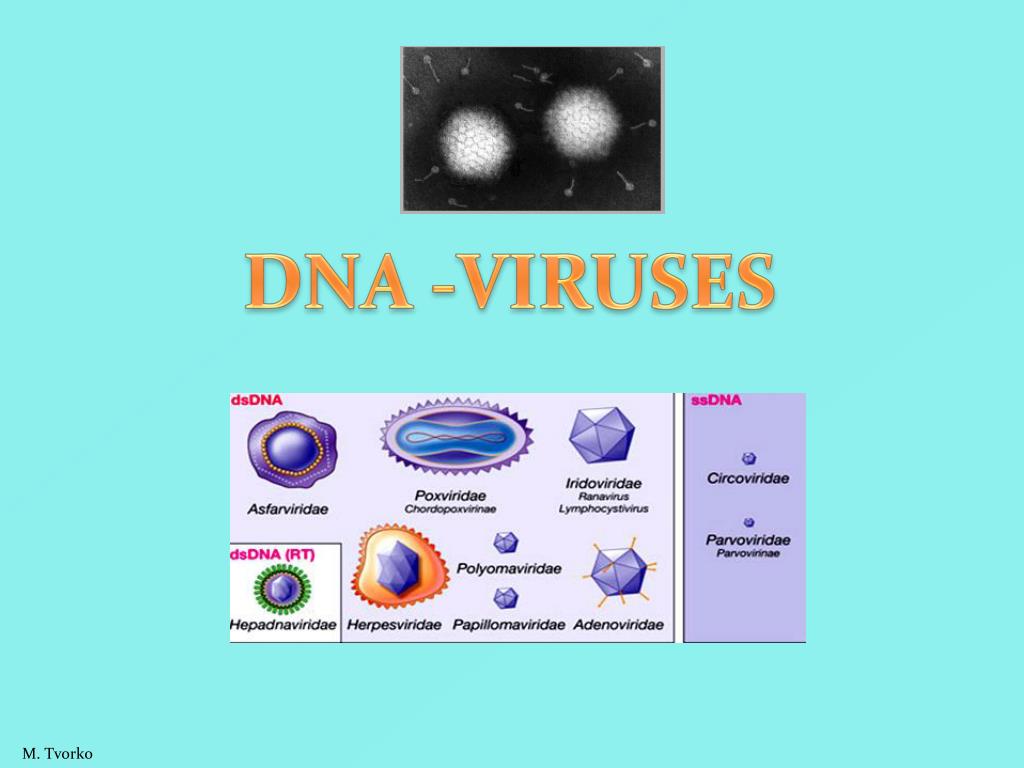 Dna Vire Problem PPT - DNA -VIRUSES PowerPoint Presentation, free download - ID:3144411