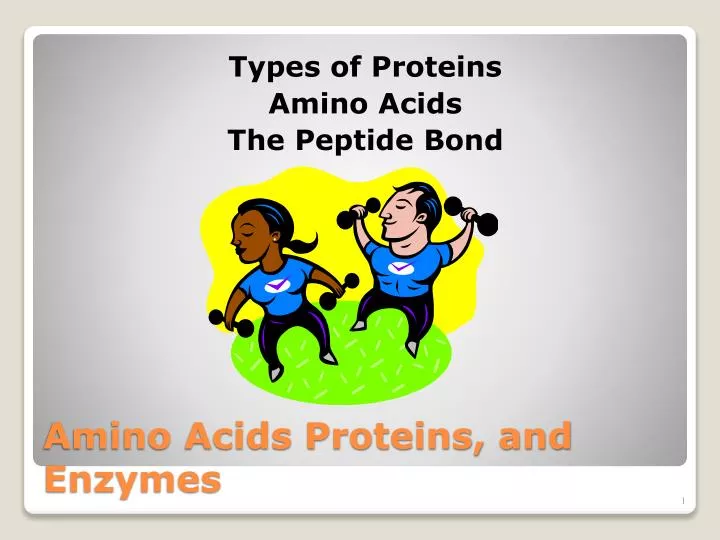 amino acids proteins and enzymes