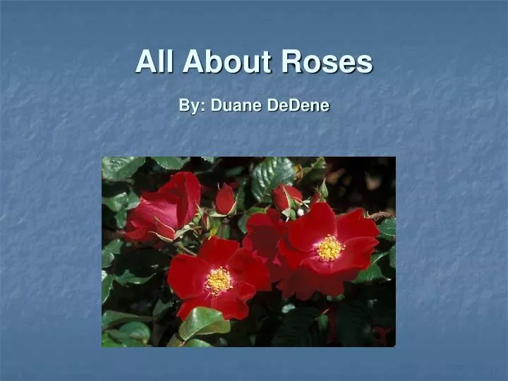 all about roses by duane dedene