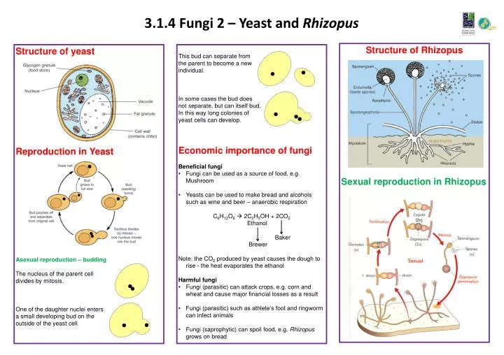 3 1 4 fungi 2 yeast and rhizopus