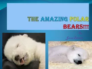The Amazing Polar Bears!!!
