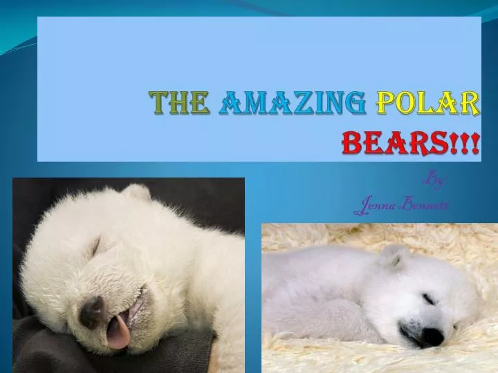 the amazing polar bears
