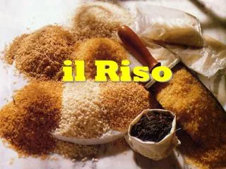 il Riso