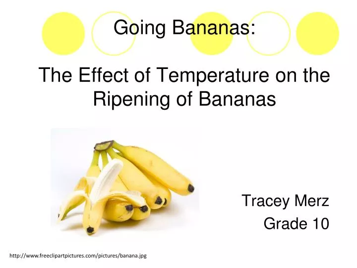 going bananas the effect of temperature on the ripening of bananas
