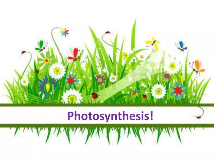 photosynthesis