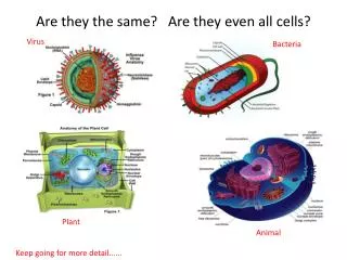 Are they the same? Are they even all cells?