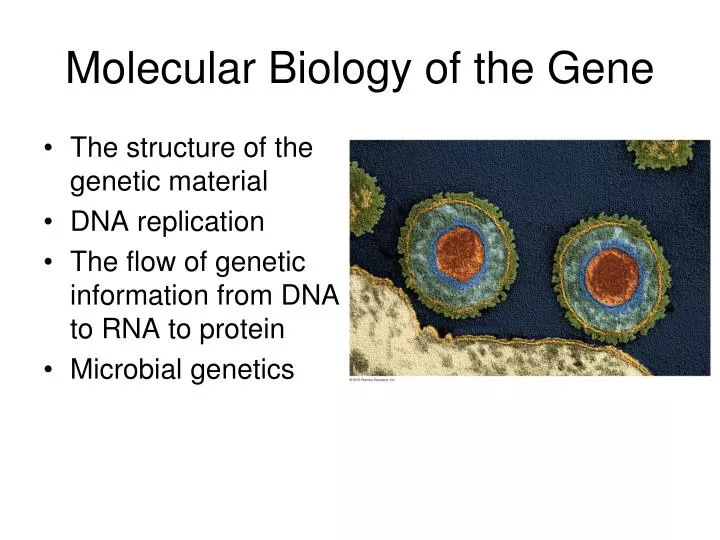 molecular biology of the gene