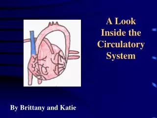 A Look Inside the Circulatory System