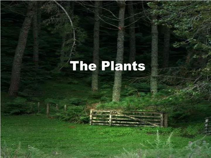 the plants