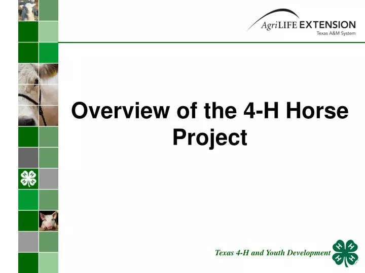 overview of the 4 h horse project