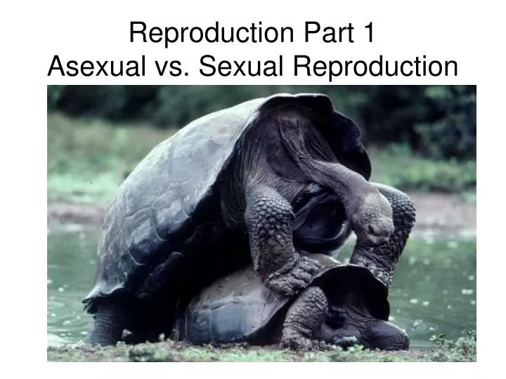 reproduction part 1 asexual vs sexual reproduction