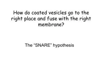 How do coated vesicles go to the right place and fuse with the right membrane?