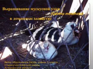 Выращивание мускусной утки ( Cairina moschata ) в домашнем хозяйстве