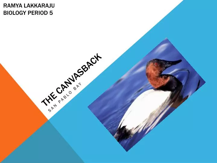 the canvasback