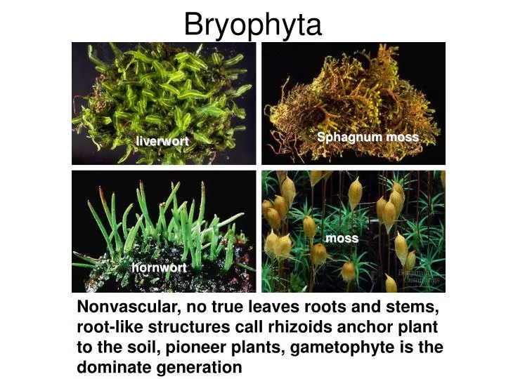 bryophyta