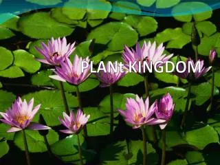 PLANt KINGDOM