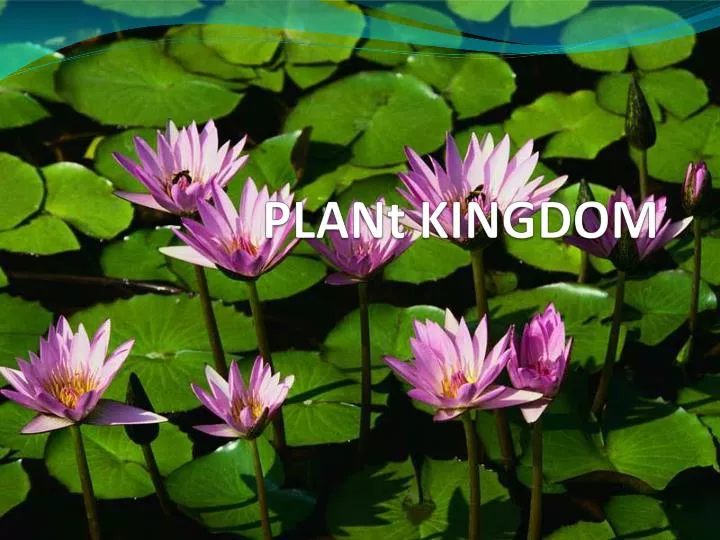 plant kingdom